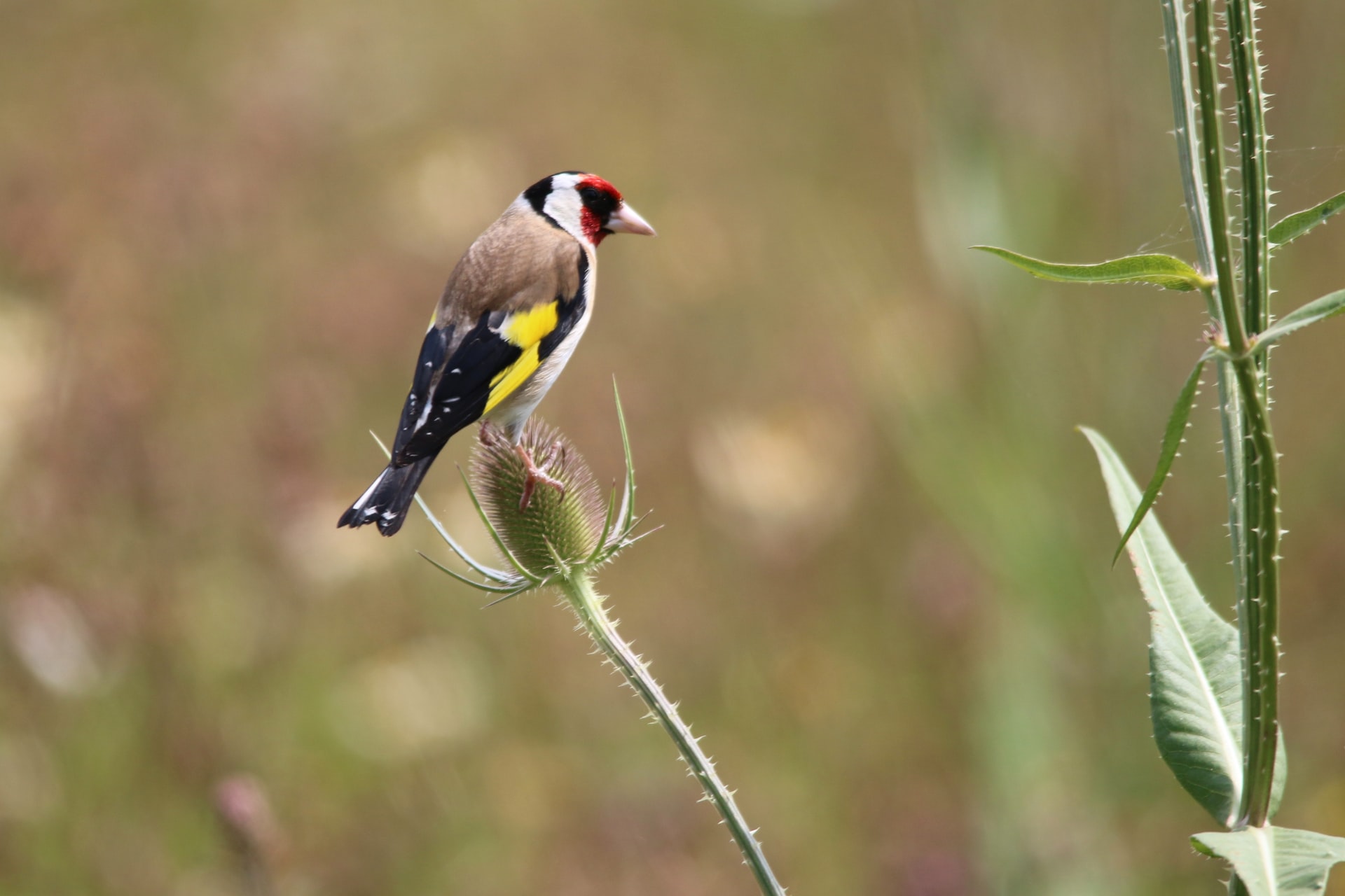Goldfinch image